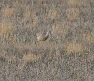 002blongbilledcurlew.jpg