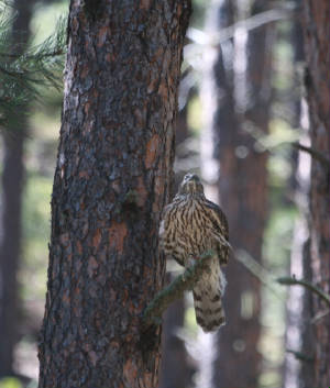 004bgoshawk.jpg