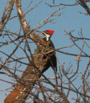 004bpileated.jpg