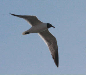 005blaughinggull.jpg