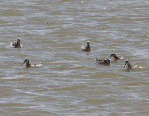 012Bphalaropes.jpg