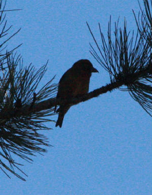 012bredcrossbill.jpg