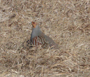 013bgraypartridge.jpg