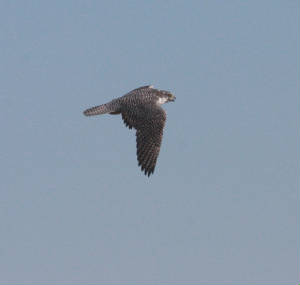 014bgyrfalcon.jpg