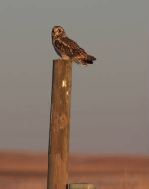 019bshortearedowl.jpg