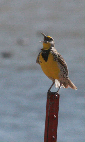 021bmeadowlark.jpg