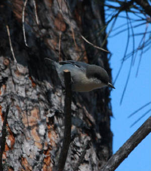 022bpygmynuthatch.jpg