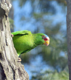 032badobewhitefrontedparrot.jpg