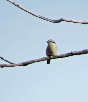 052badobenshrike.jpg