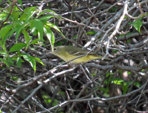 111badobebellsvireo.jpg