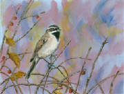 BlackthroatedSparrow0001.jpg