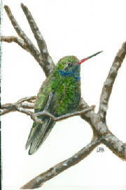 BroadbilledHummingbird.jpg