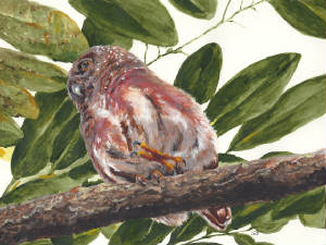 CentralAmericanPygmyOwl.jpg