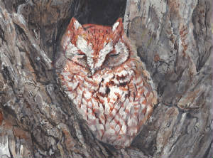 EasternScreechOwl.jpg