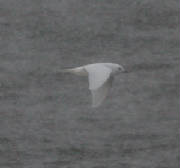 IMG_2401b.jpg