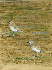 MountainPlovers0001.jpg