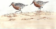 RedKnots.jpg