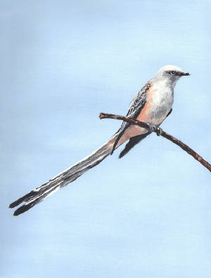 ScissortailedFlycatcher.jpg