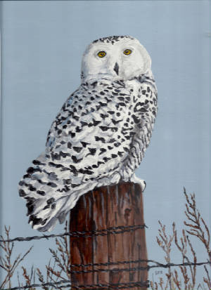 SnowyOwl.jpg