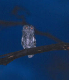 Western_Screech-Owl2.jpg