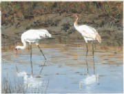 WhoopingCranes2X.jpg