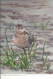 buffbreastedsandpiper.jpg