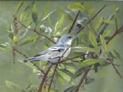 ceruleanwarbler.jpg