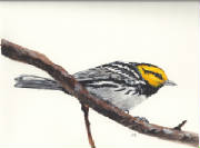 goldencheekedwarbler.jpg