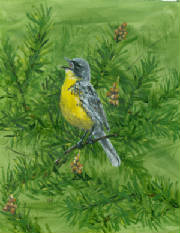 kirtlandswarbler.jpg