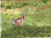 lesserprairiechicken.jpg