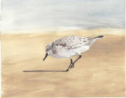 sanderling.jpg