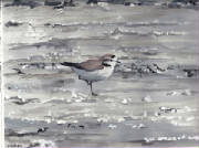 snowyplover.jpg