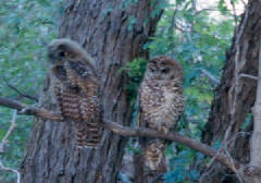 spotted_owls_corrected.jpg