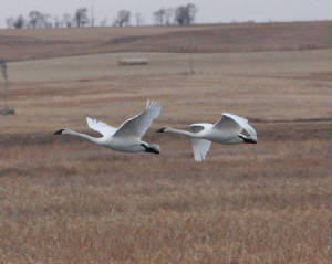 trumpeterswan026b.jpg