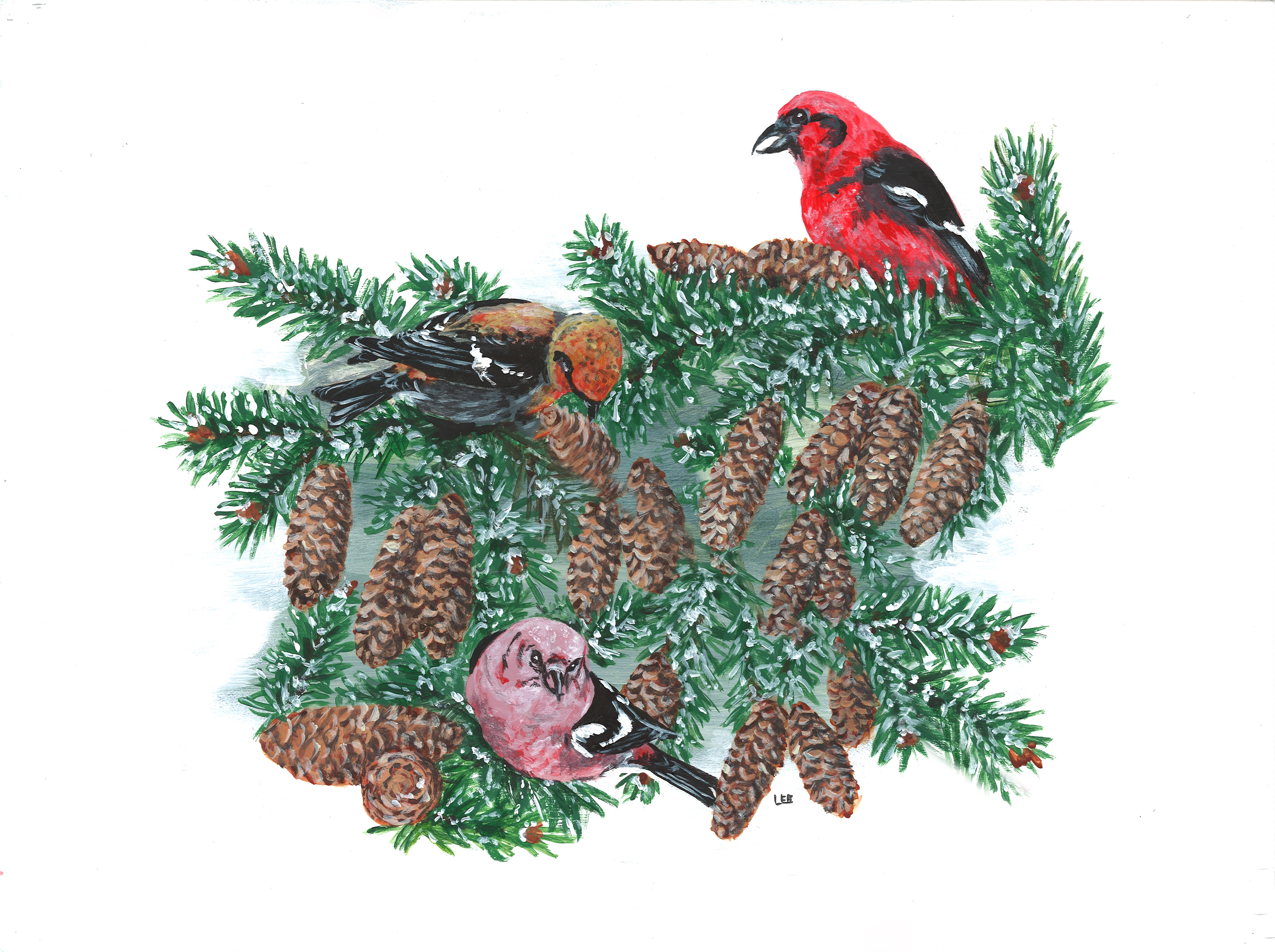 WhitewingedCrossbills.jpg