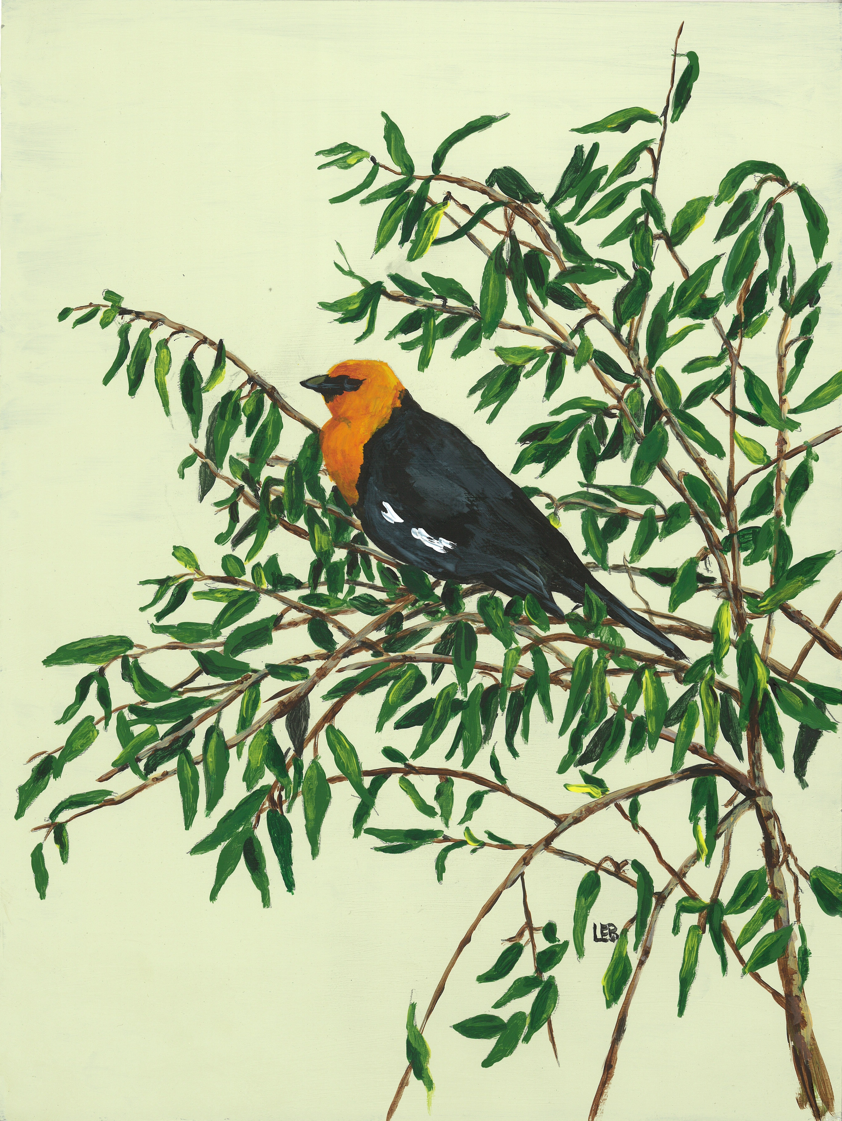 Yellow-headedBlackbird.jpg