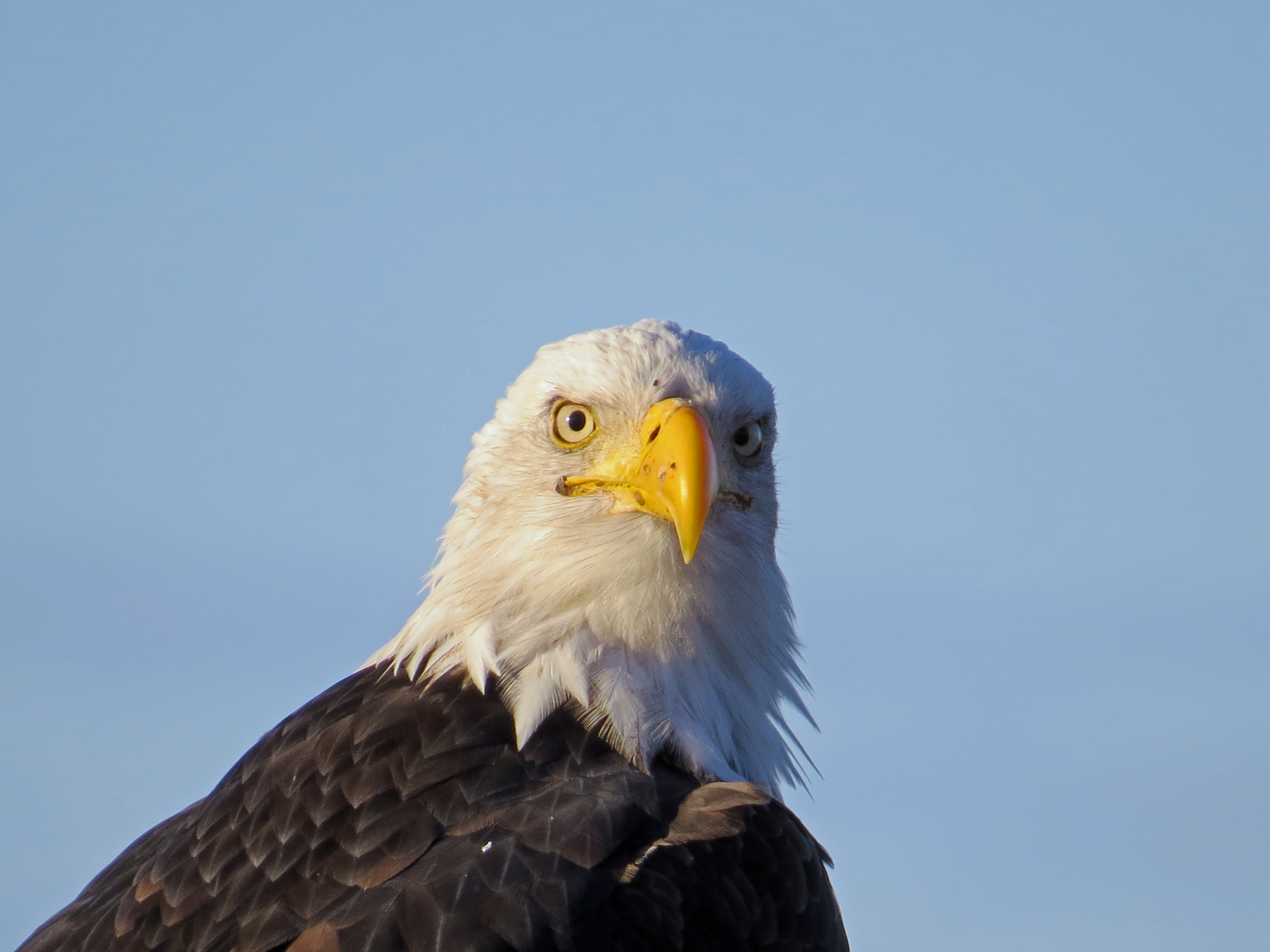 baldeagle075A.jpg