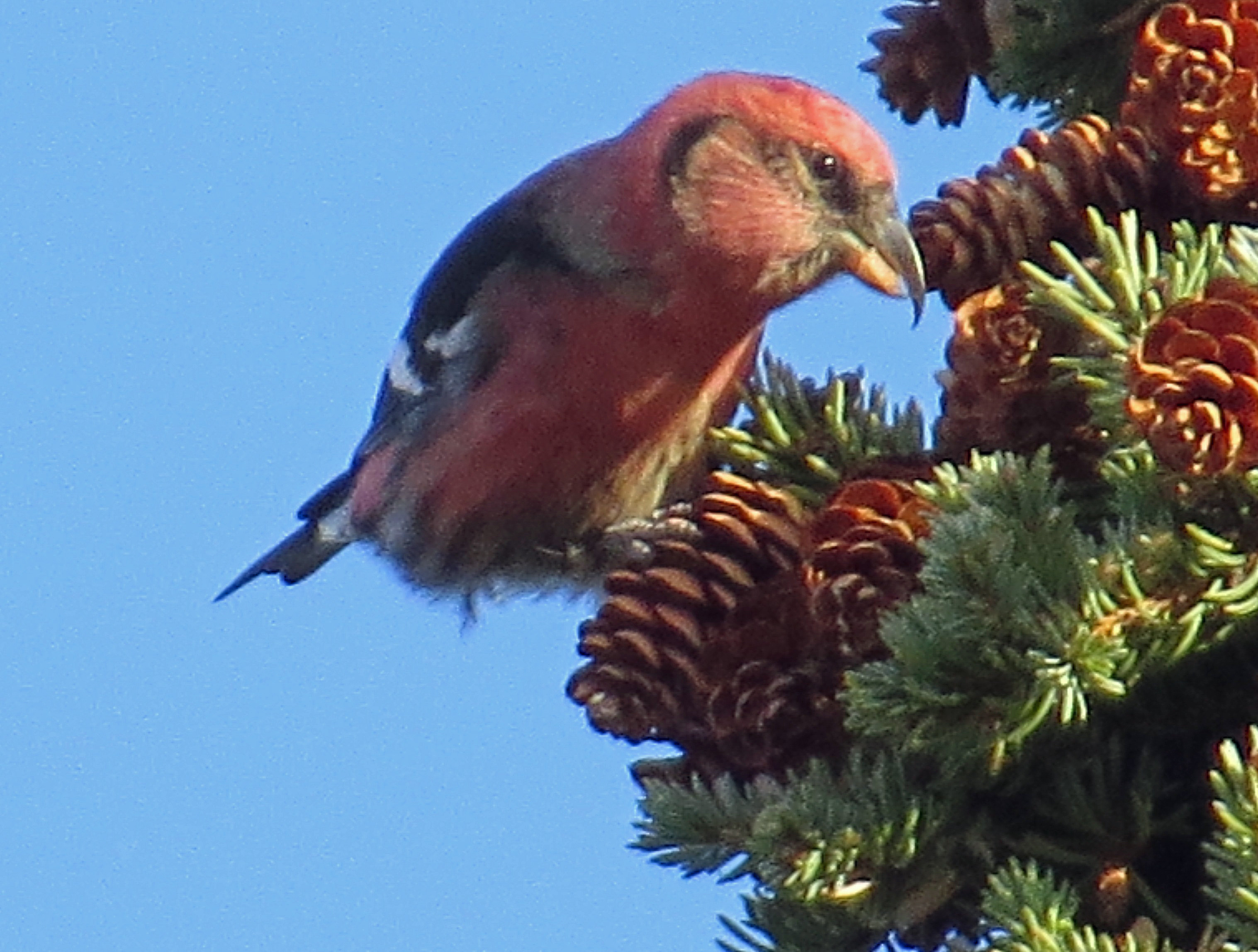 crossbill023aA.jpg