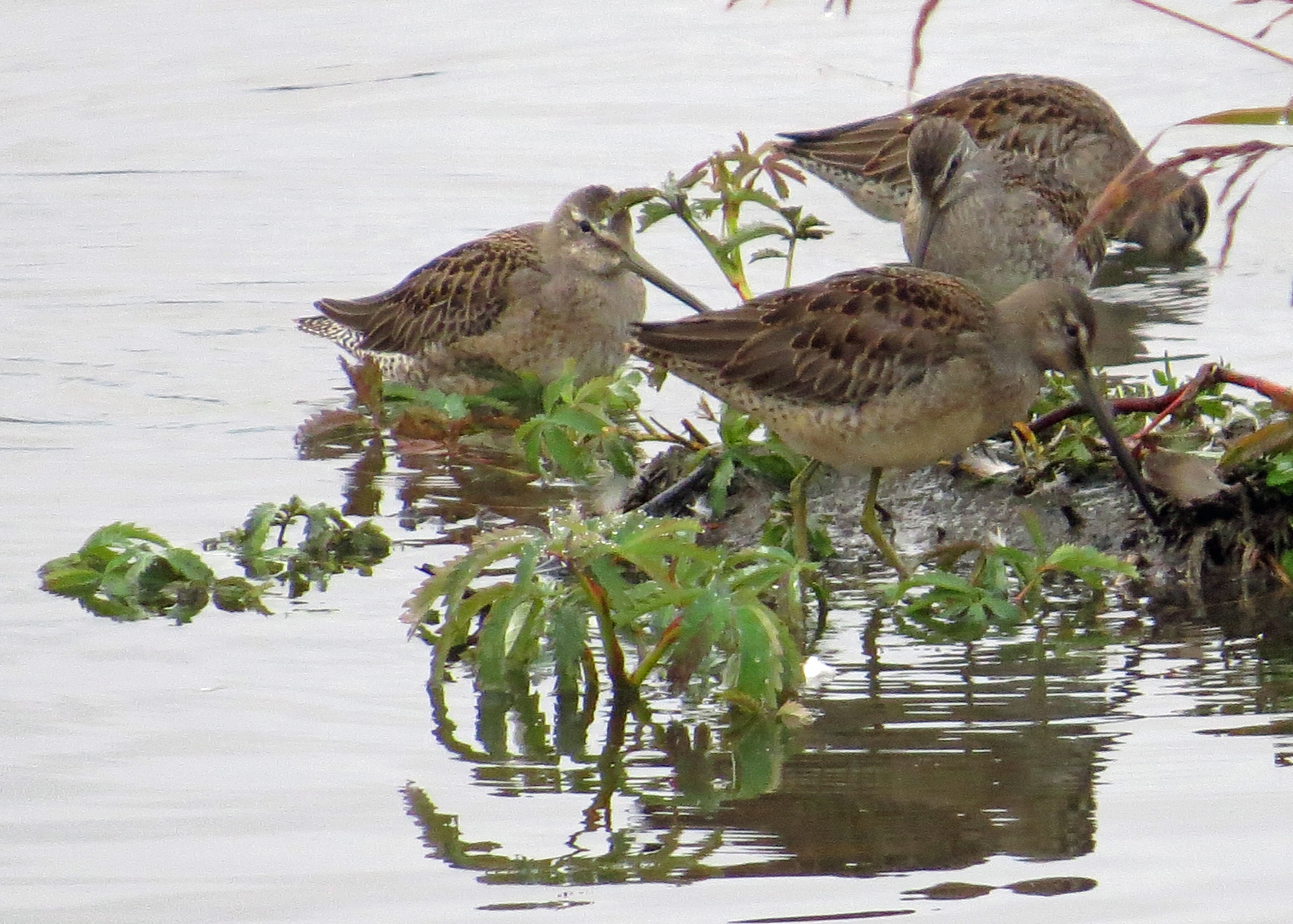 dowitchers017aA.jpg