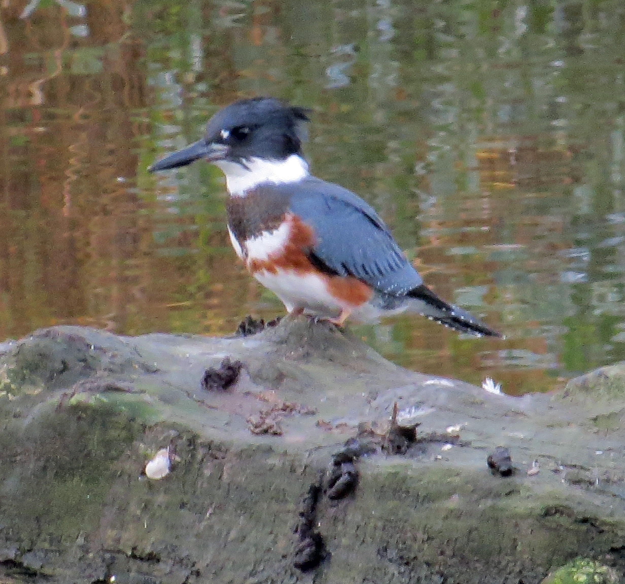 kingfisher033aA.jpg