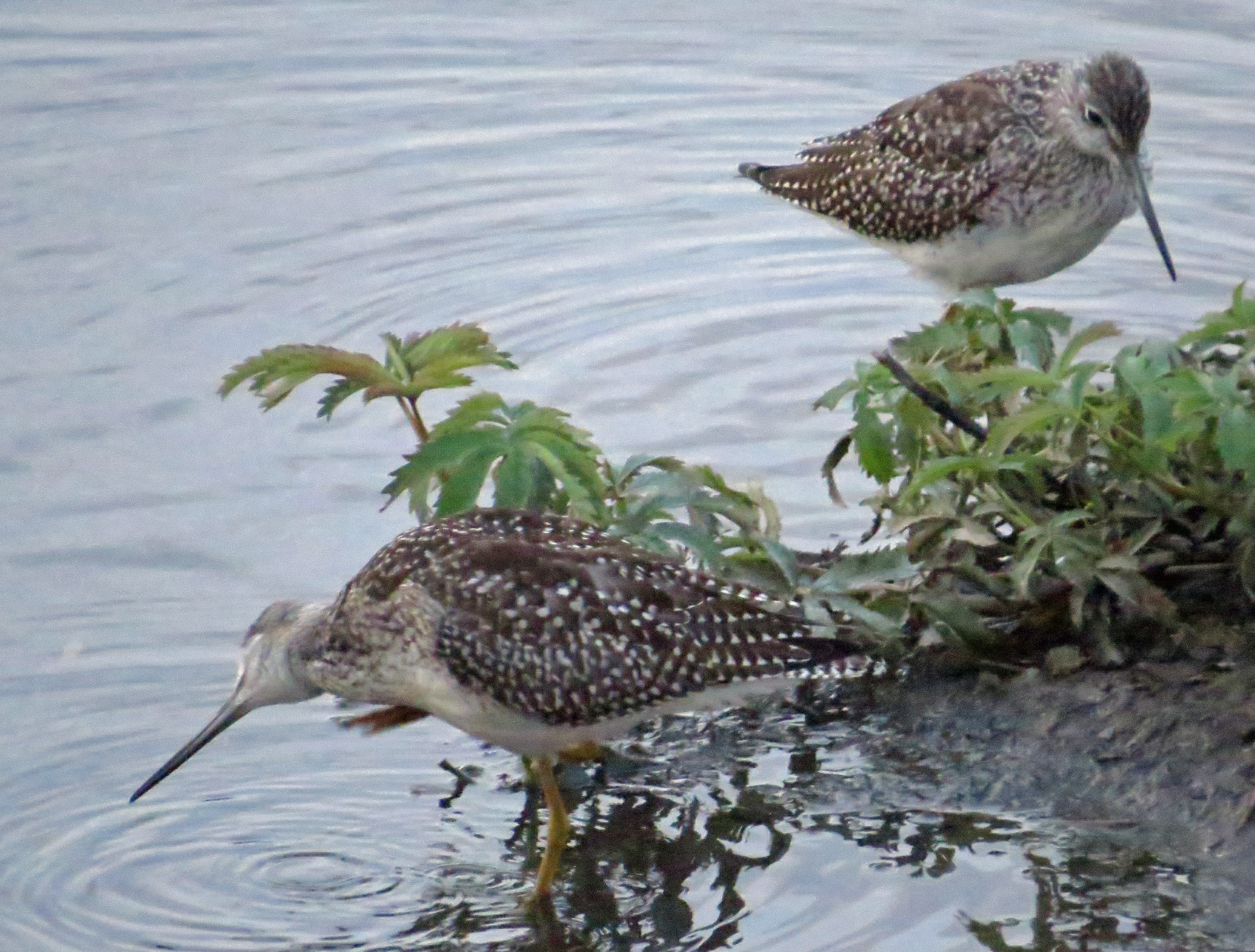 restingdowitchers018aA.jpg