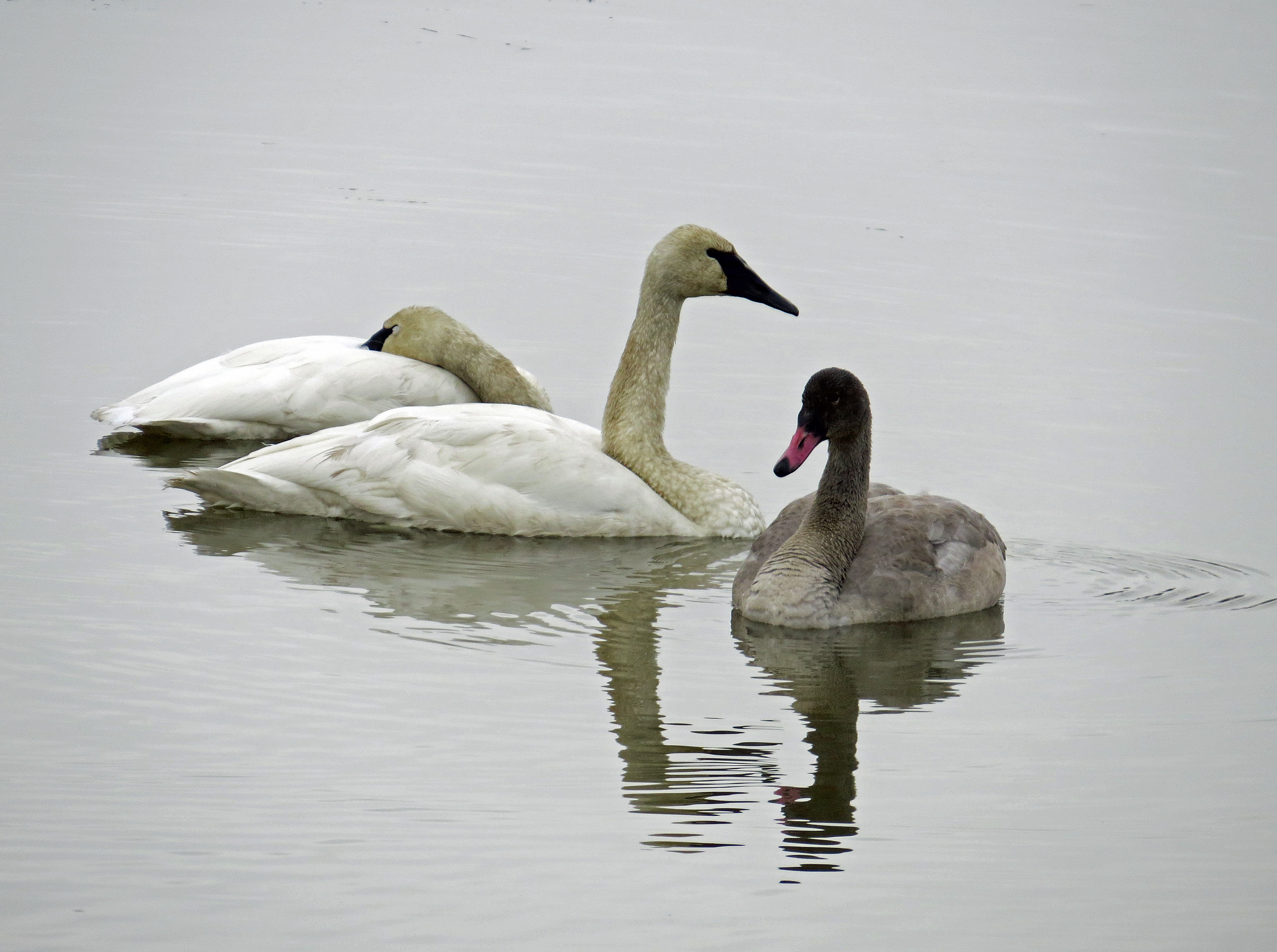 swans026aA.jpg