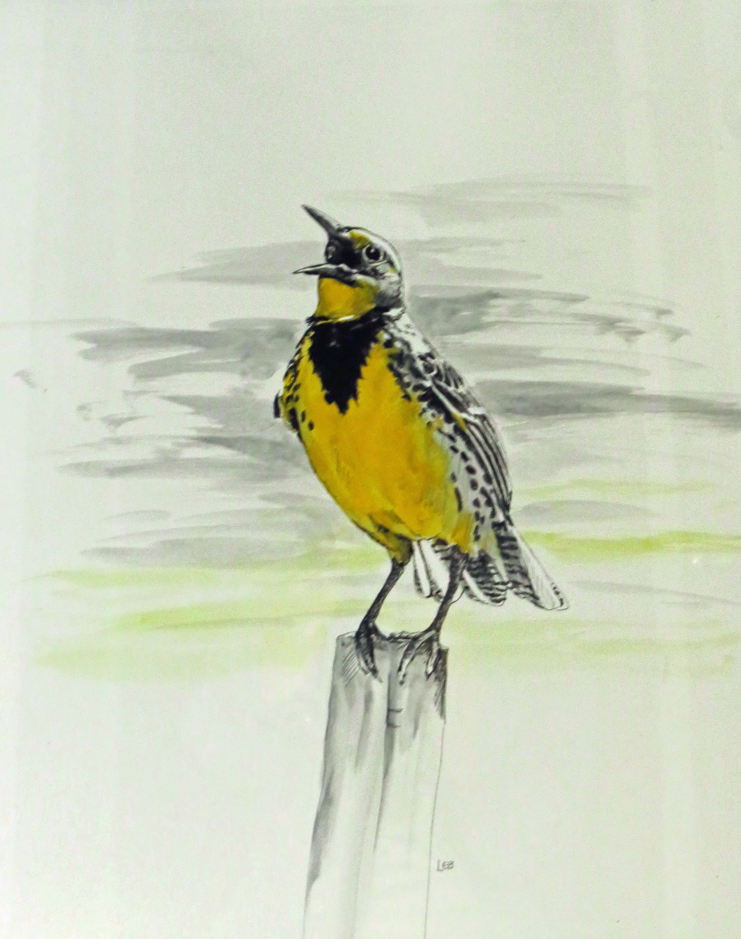 westernmeadowlark.jpg